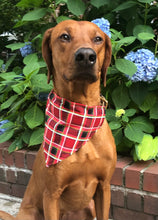 Load image into Gallery viewer, Koa's Ruff Life, Koa in the large red plaid personalized bandana over the collar.