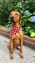 Load image into Gallery viewer, Koa's Ruff Life, Koa in the large red plaid personalized bandana over the collar.