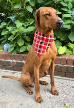Load image into Gallery viewer, Koa's Ruff Life, Koa in the large red plaid personalized bandana over the collar.