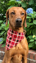 Load image into Gallery viewer, Koa's Ruff Life, Koa in the large red plaid personalized bandana over the collar.