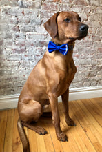 Load image into Gallery viewer, Koa's Ruff Life, blue personalized bow tie for dogs, pup's name on left side.