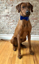 Load image into Gallery viewer, Koa's Ruff Life, blue personalized bow tie for dogs, pup's name on left side.