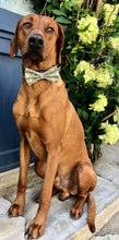 Load image into Gallery viewer, Koa's Ruff Life, Koa in the large green squirrel bow tie. The perfect accessory for the squirrel enthusiast.