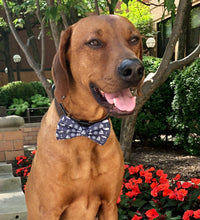 Load image into Gallery viewer, Koa's Ruff Life, Koa in the large "summer sails" bow tie is for the nautical lover featuring whales, sailboat, anchors and wheels.