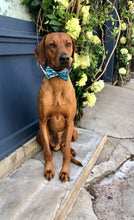 Load image into Gallery viewer, Koa's Ruff Life, Koa in the large teal Hawaiian print bow tie.The Hawaiian Collection celebrates the Aloha spirit.