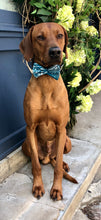 Load image into Gallery viewer, Koa's Ruff Life, Koa in the large teal Hawaiian print bow tie.The Hawaiian Collection celebrates the Aloha spirit.