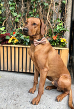 Load image into Gallery viewer, Koa's Ruff Life, Koa in the orange treehouse club large bow tie.