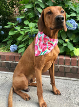 Load image into Gallery viewer, Koa's Ruff Life, Koa' in the large watermelon sugar bandana. Summer fashion personalized with your pup's name.