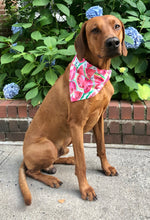 Load image into Gallery viewer, Koa's Ruff Life, Koa' in the large watermelon sugar bandana. Summer fashion personalized with your pup's name.