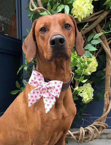 Koa's Ruff Life, Koa in the watermelon bow tie for dogs. Perfect for the summer.