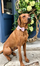 Load image into Gallery viewer, Koa's Ruff Life, the watermelon dog bow tie. The perfect accessory for summer.