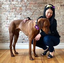 Load image into Gallery viewer, Koa's Ruff Life, Koa in the purple plaid flower for dog collar. Andy in the matching bow headband. This acessory is perfect for spring!