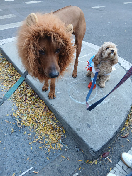 Howl-o-Ween in NYC: Two Days of Tricks, Treats, and Tail Wags