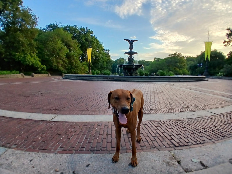 Keeping Your Dog Safe During NYC Heatwaves: A City Pet Owner's Essential Guide