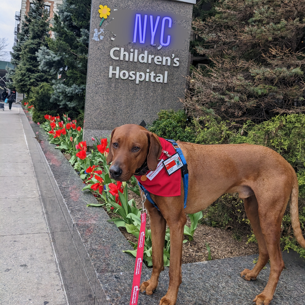 The Unspoken Language of Healing: A Day in the Life of Koa, the Therapy Dog