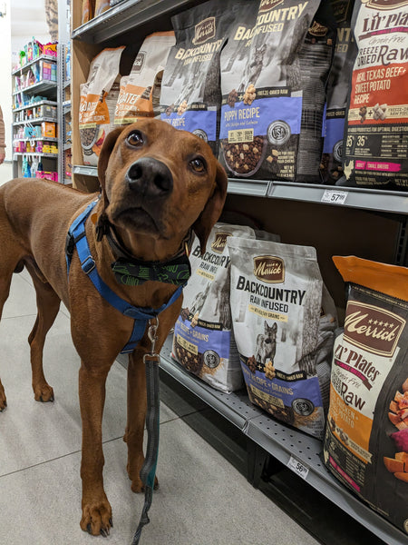Choosing the Best Dog Food for Koa