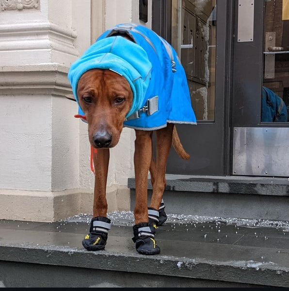 Dog Myths and Facts: Understanding How Your Pup Handles Snow and Cold