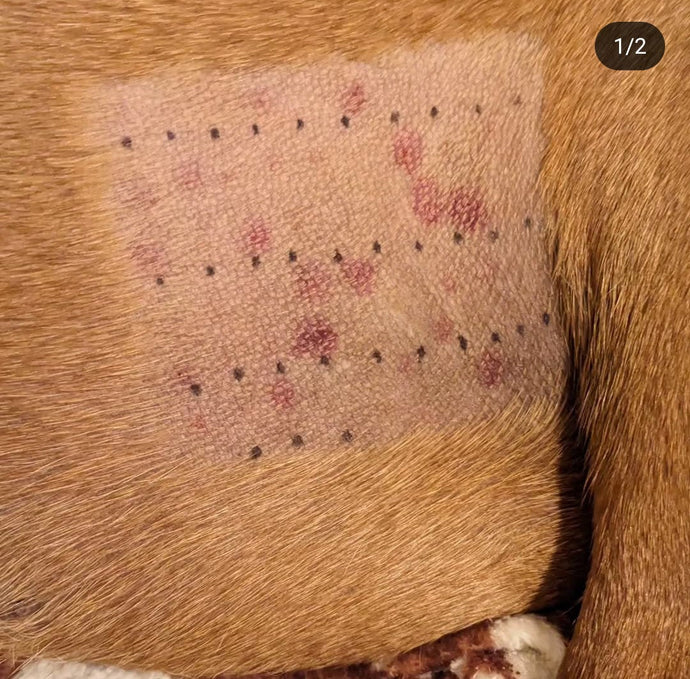 Dog Allergies Explained: What Every Pet Parent Should Know