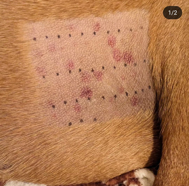 Dog Allergies Explained: What Every Pet Parent Should Know