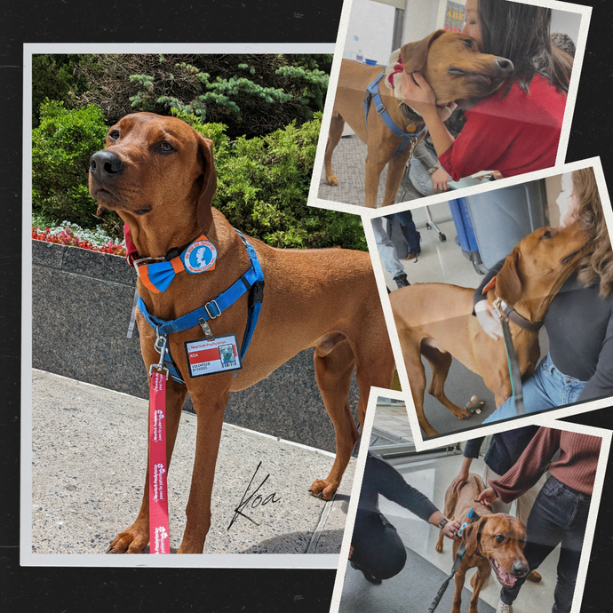 The Science and Heart of Therapy Dogs