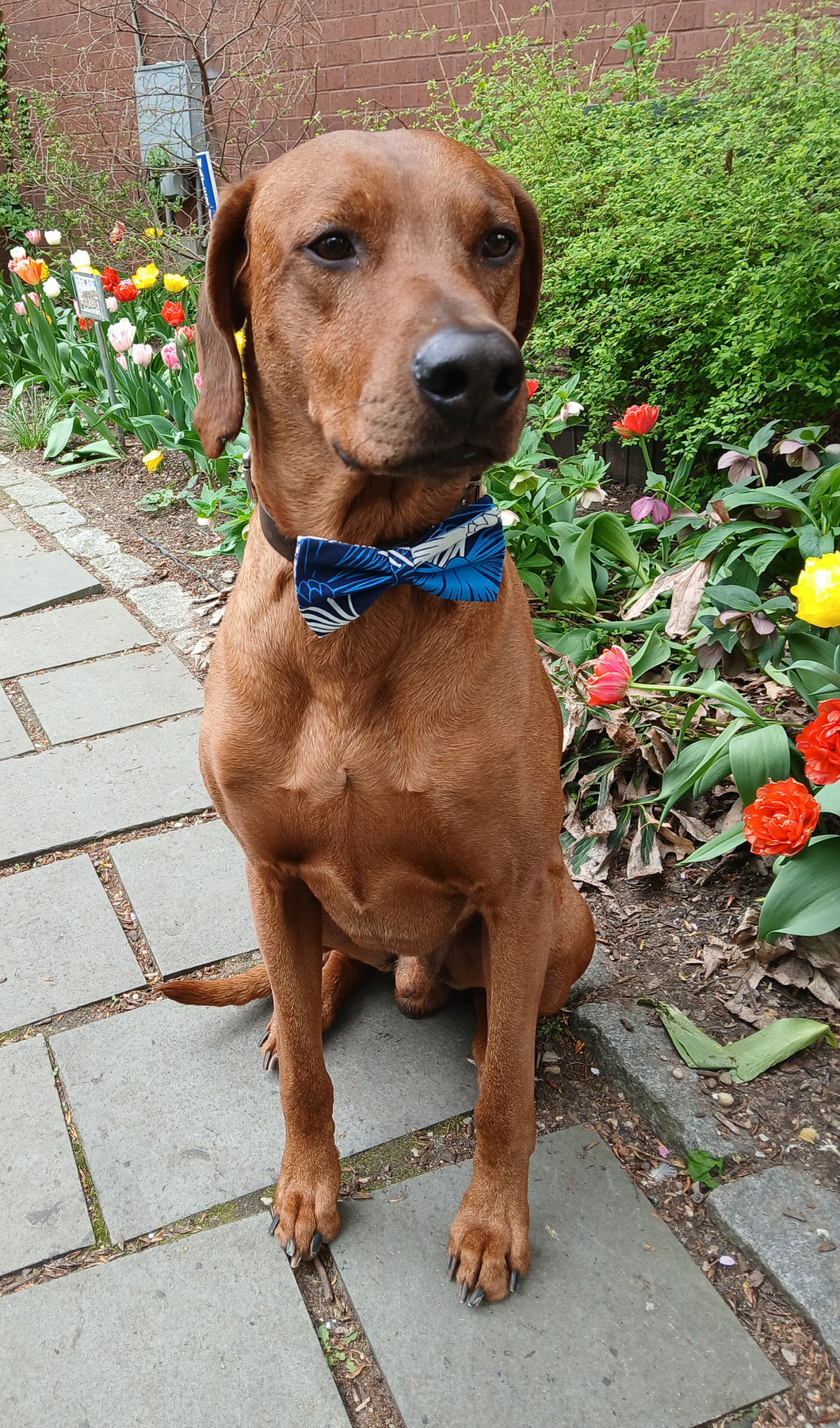 Hawaiian Lehua Blossom Bow Tie