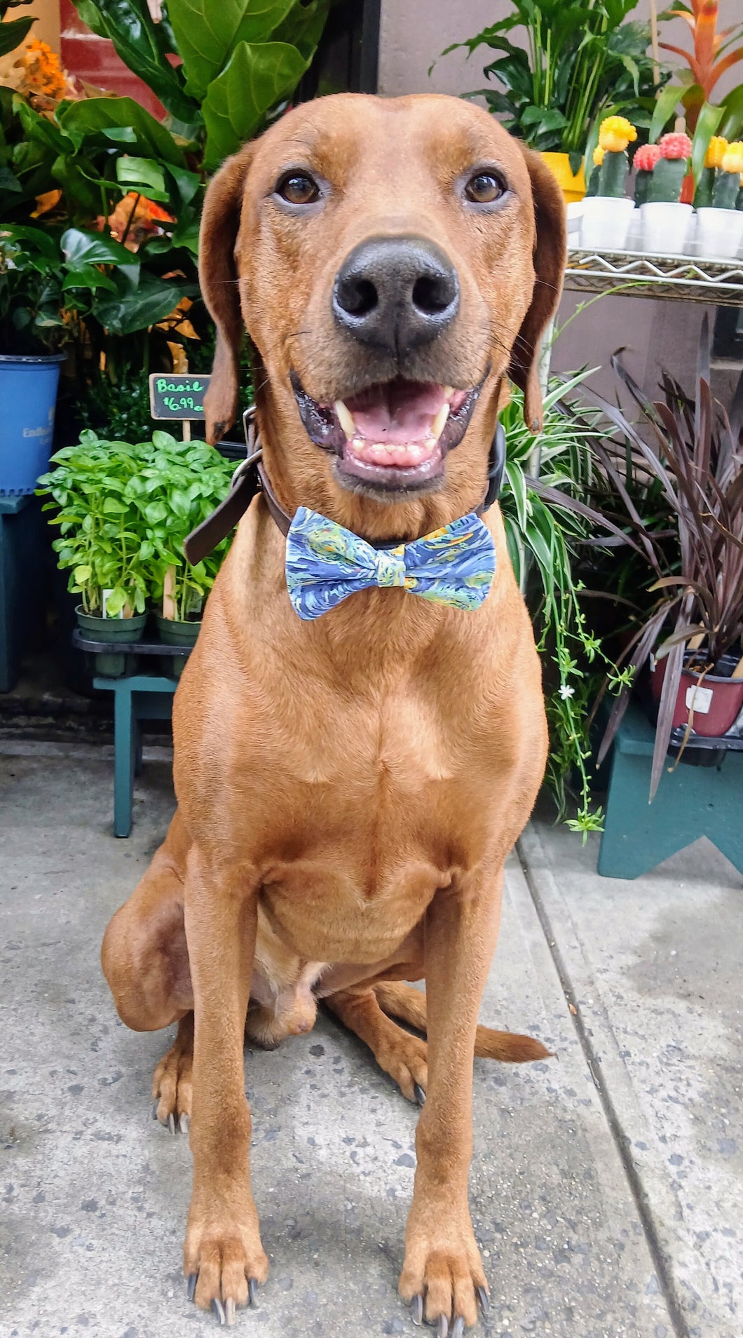 Starry Night Bow Tie