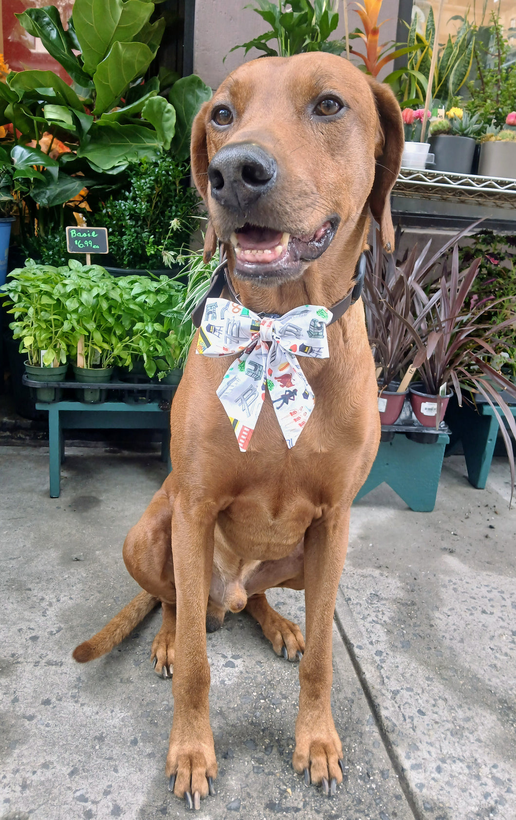 New York City Sailor Bow