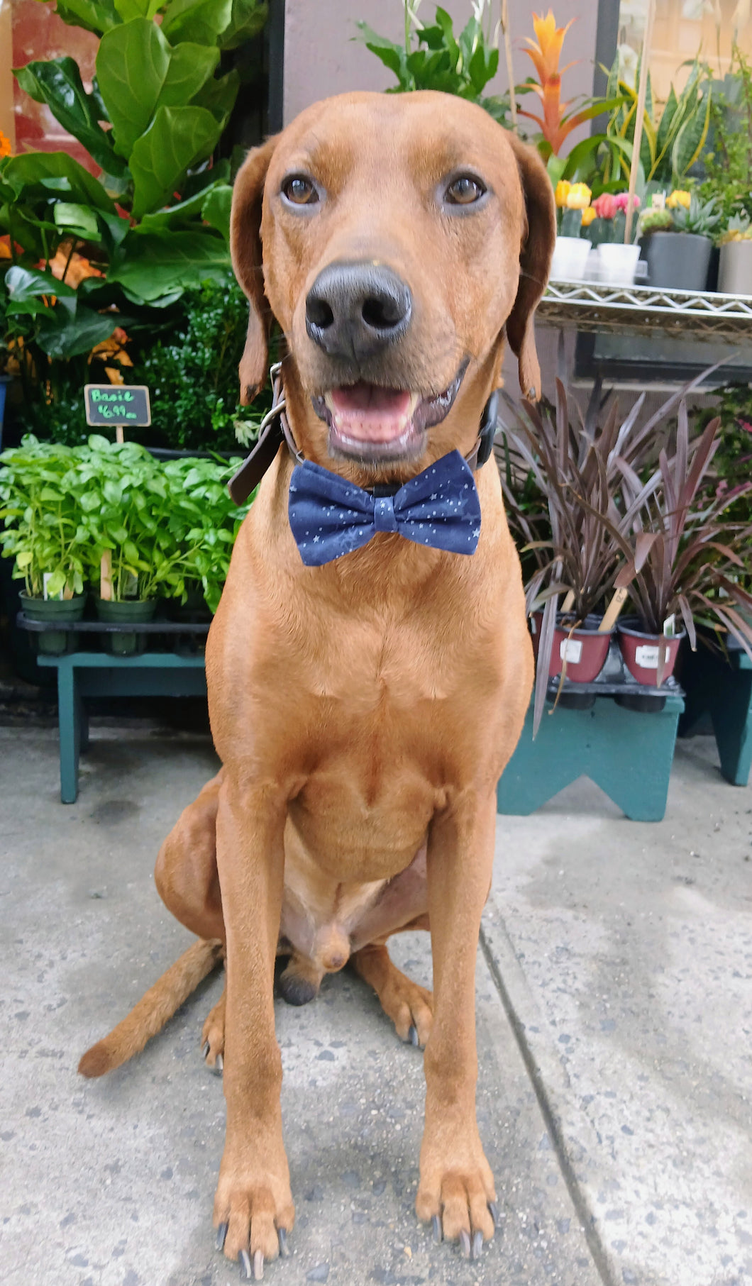 Dark and Dreamy Bow Tie