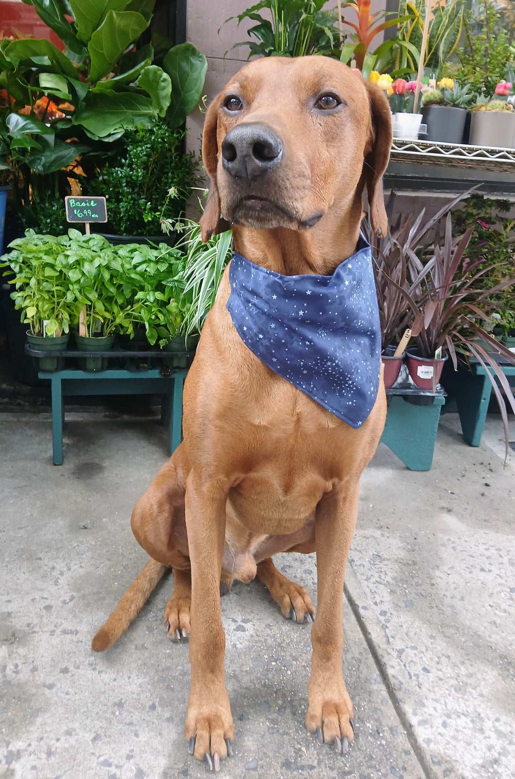 Dark and Dreamy Bandana
