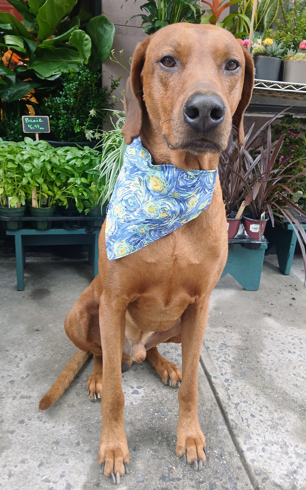 Starry Night Bandana