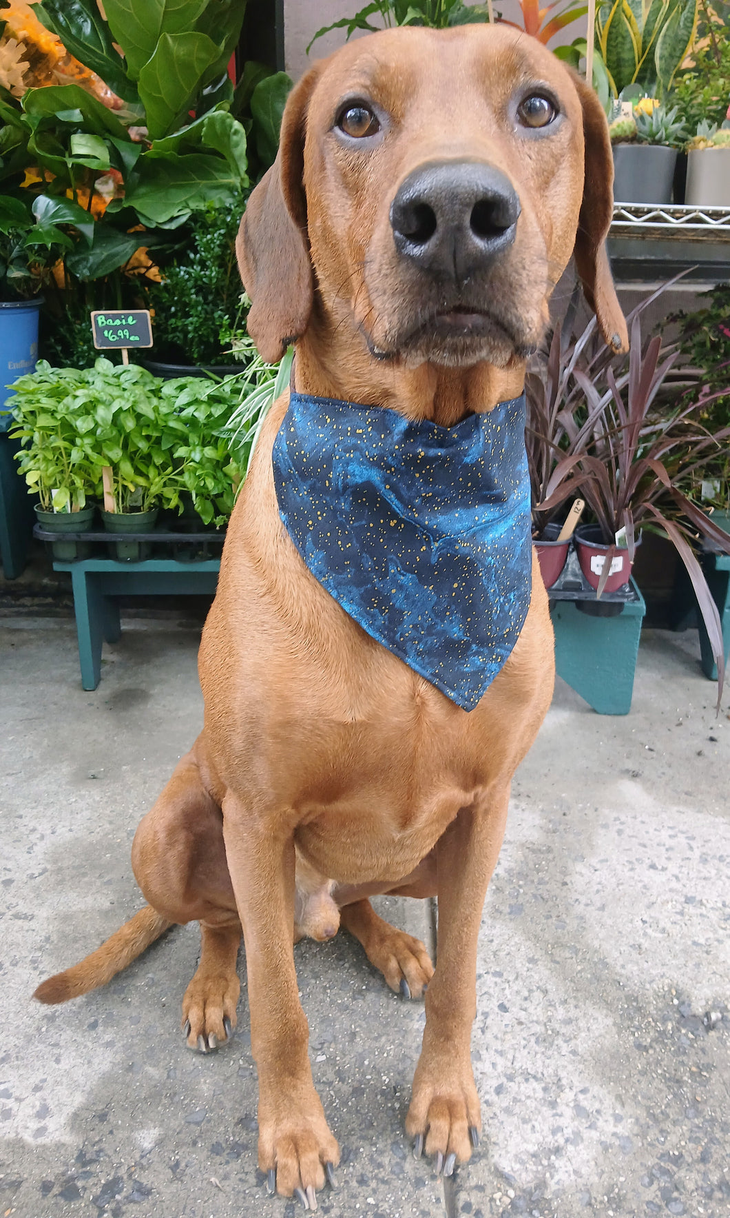 Midnight Starry Sky Bandana