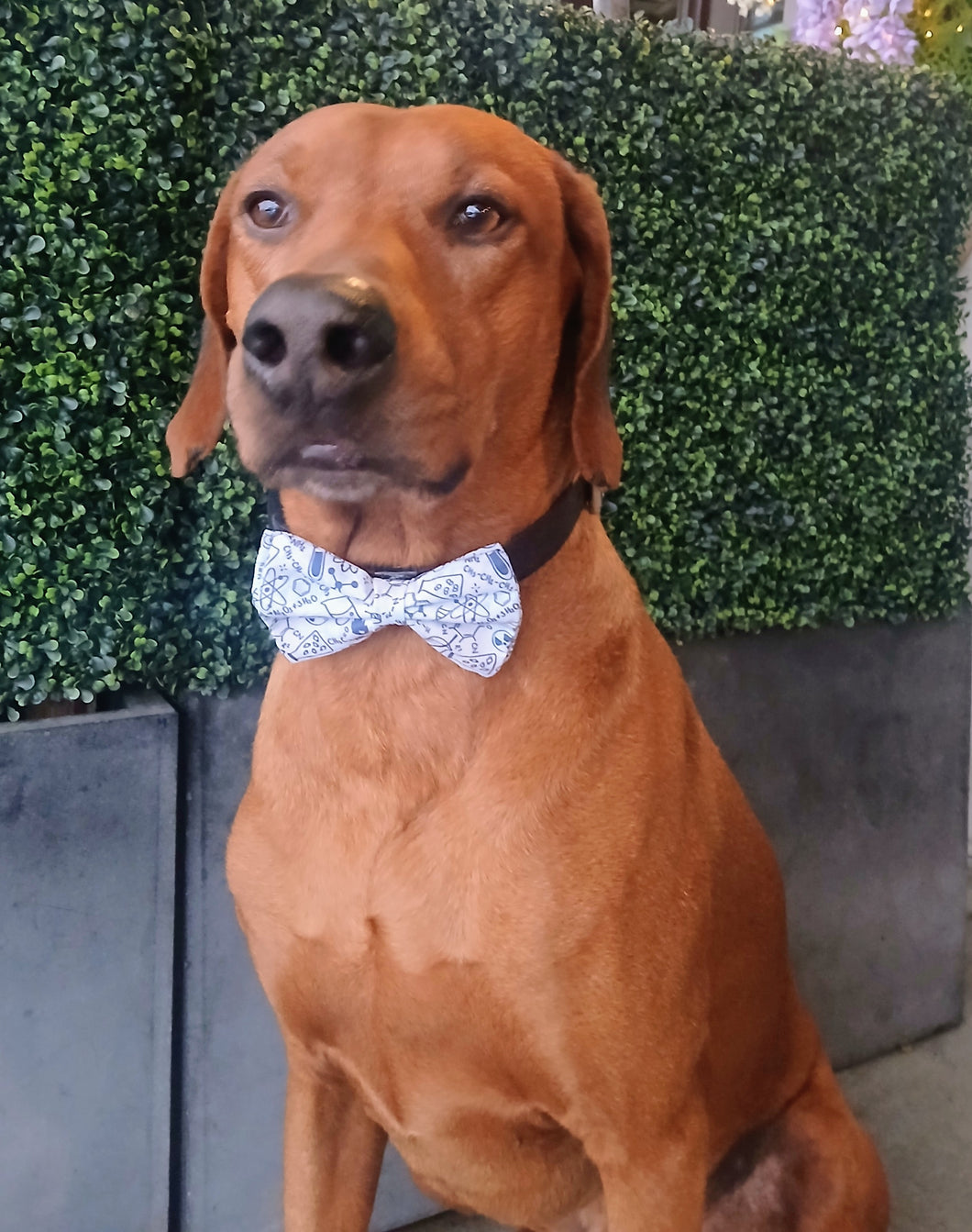 Chemistry Bow Tie  - Science Collection