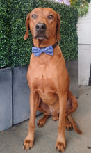 Load image into Gallery viewer, Little Mathematician Bow Tie - Science Collection
