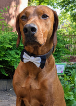 Load image into Gallery viewer, Koa&#39;s Ruff Life, Koa in a large formal attire bow tie dressed for any black tie event
