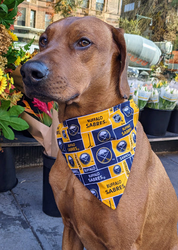 Koa's Ruff Life, Koa in a large Buffalo Sabres bandana.