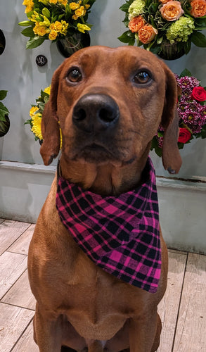 Koa's Ruff Life, Koa in a large pink/black plaid bandana