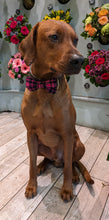 Load image into Gallery viewer, Koa&#39;s Ruff Life, Koa in a large pink/black bow tie
