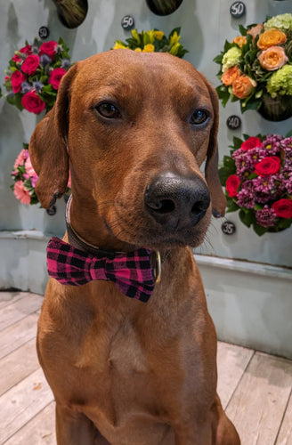 Koa's Ruff Life, Koa in a large pink/black bow tie