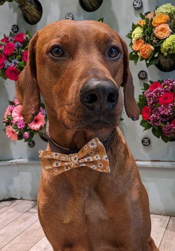 Koa's Ruff Life, Koa in a large daisy field bow tie