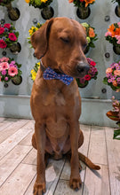 Load image into Gallery viewer, Koa&#39;s Ruff Life, Koa in a large blue &quot;it&#39;s my gotcha day&quot; bow tie
