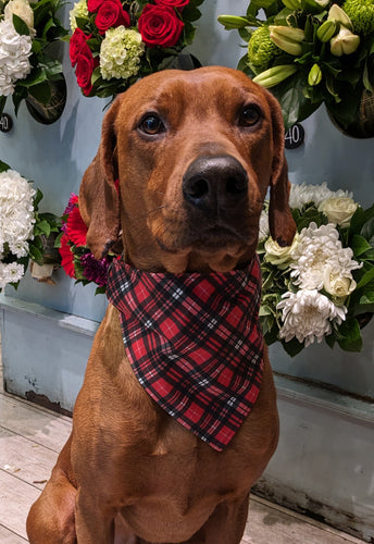 Koa's Ruff Life, Koa in a large red Valentine's plaid bandana