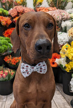 Load image into Gallery viewer, Koa&#39;s ruff ife, Koa in a large firehouse bow ite
