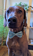 Load image into Gallery viewer, Koa&#39;s Ruff Life, Koa in a large blue bookworm bow tie
