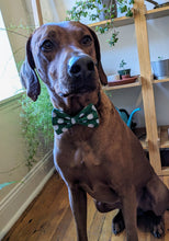 Load image into Gallery viewer, Koa&#39;s Ruff Life, Koa in a large green golf bow tie
