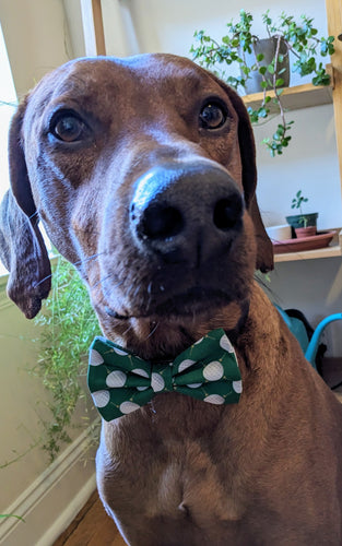 Koa's Ruff Life, Koa in a large green golf bow tie