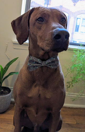 Koa's Rff Life, Koa in a large love science bow tie
