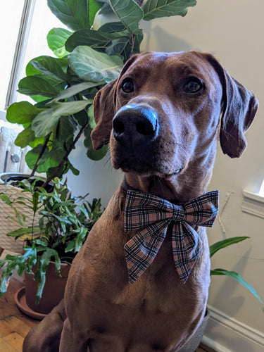 Koa's Ruff Life, Koa in a large luxury brand inspired tartan plaid sailor bow