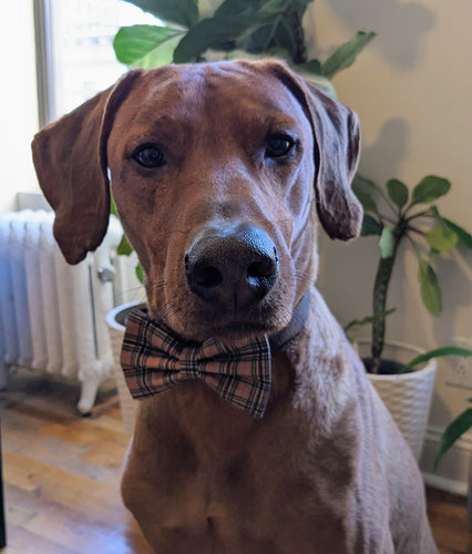 Koa's Ruff Life, Koa in a large luxury brand inspired tartan plaid bow tie