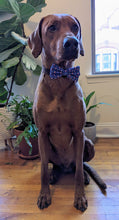 Load image into Gallery viewer, Koa&#39;s Ruff Life, Koa in a large &quot;it&#39;s my gotcha day&quot; bow tie
