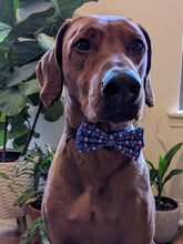 Load image into Gallery viewer, Koa&#39;s Ruff Life, Koa in a large &quot;it&#39;s my gotcha day&quot; bow tie
